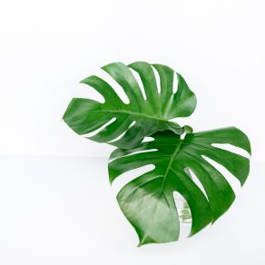 Monstera Subscription | Monthly