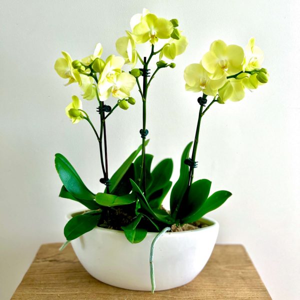 The-Fresh-Flower-Project-Orchid-Medium-Yellow The-Fresh-Flower-Project-PHALAENOPSIS-Orchid-Plant four Stem yellow in white ceramic pot