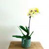 The-Fresh-Flower-Project-PHALAENOPSIS-Orchid-Plant single Stem yellow in blue ceramic pot