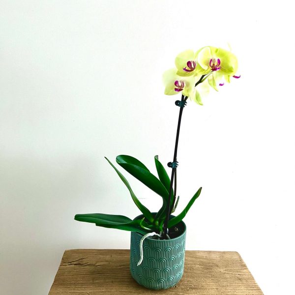 The-Fresh-Flower-Project-Orchid-Small-Yellow The-Fresh-Flower-Project-PHALAENOPSIS-Orchid-Plant single Stem yellow in blue ceramic pot