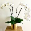 The-Fresh-Flower-Project-PHALAENOPSIS-Orchid-Plant four Stem white in golden pot