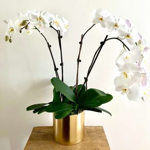 Potted Orchid Plant | White