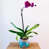 The-Fresh-Flower-Project-Fuchsia-Orchid-Potted