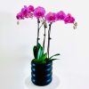 The-Fresh-Flower-Project-Pink-Orchid-Delivery-Sydney